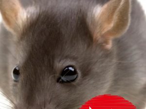 Desratização (Dedetização de Ratos)